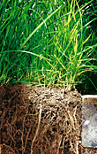 Tips 1: Gödsla frikostigt Tips 1: Gödsla frikostigt